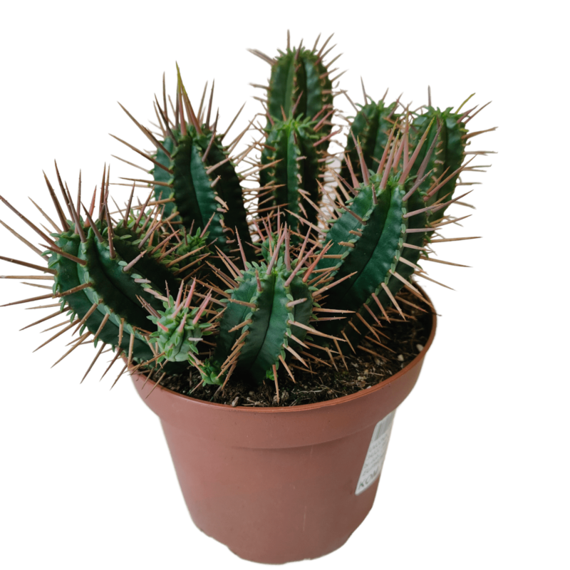 Euphorbia Ferox Opg Vukoja Big Win Hr Web Shop Rasadnik Sa