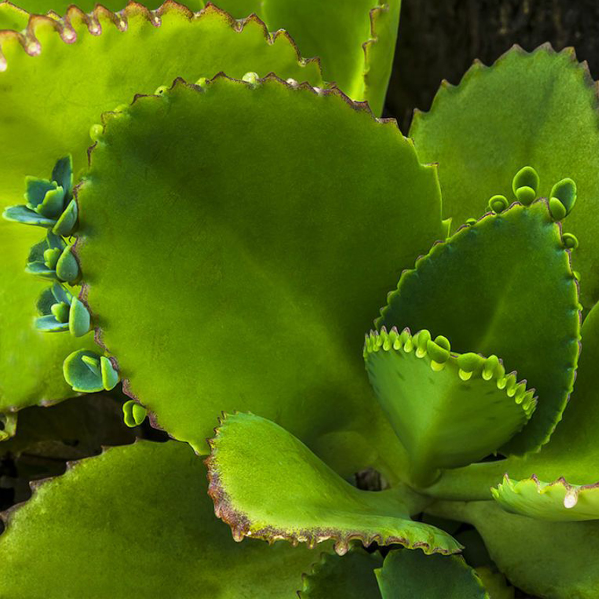 Как разводить каланхоэ. Каланхоэ пильчатолистное (Kalanchoe serratifolium). Каланхоэ бриофиллум Дегремона. Каланхоэ Дегремона, Блоссфельда. Бриофиллум перистый.