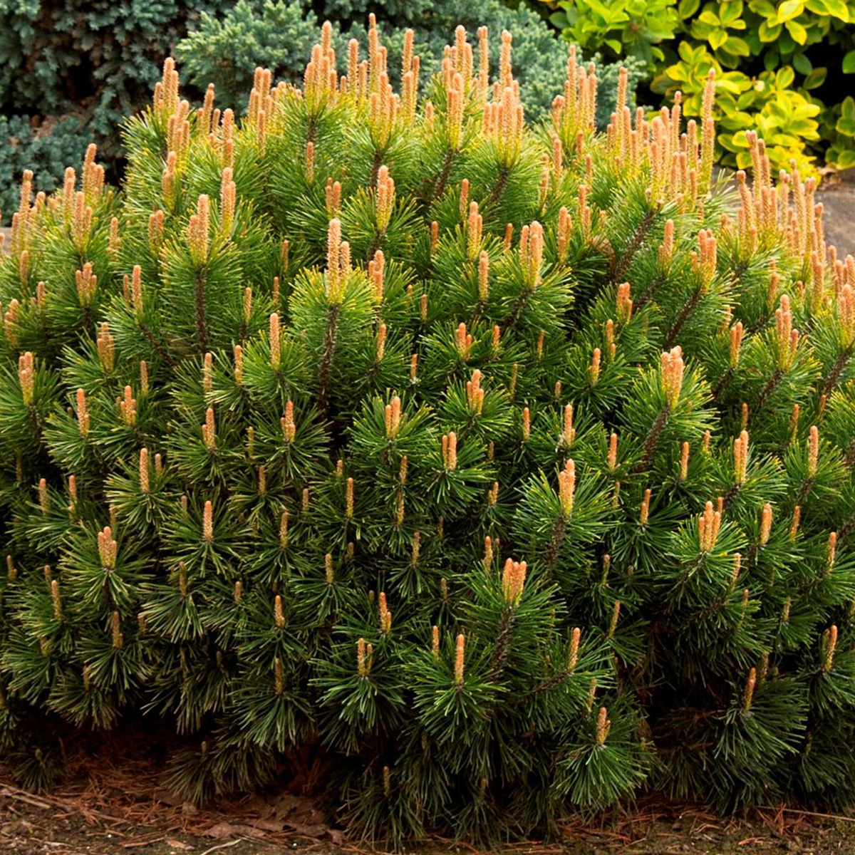 Pinus mugo pumilio фото