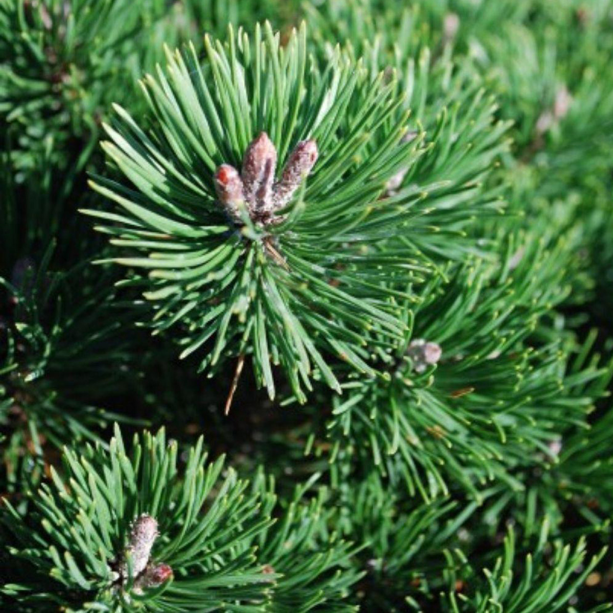 Pinus mugo pumilio фото