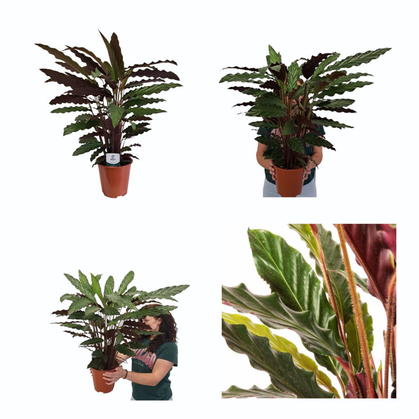 CALATHEA"Rufibarba" - OPG VUKOJA - Big-Win.hr / Web shop/ Rasadnik sa ...