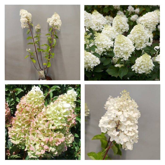 HYDRANGEA PAN "Silver dollar"