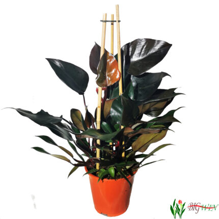 philodendron-Ruby-Pyramide