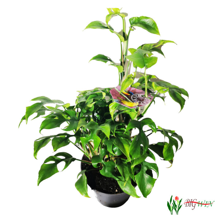 philodendron-trophy-1