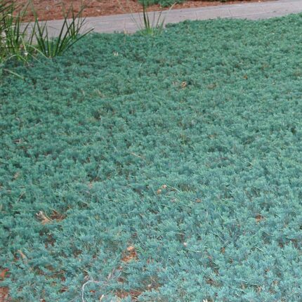 Juniperus Blue carpet