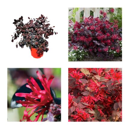 Loropetalum Ever Red