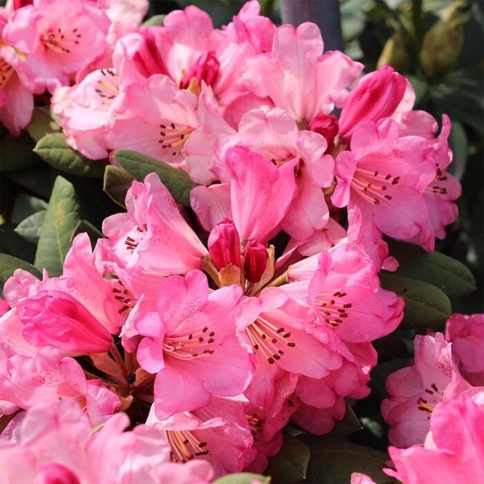 Rhododendron-Wine-and-Roses-1