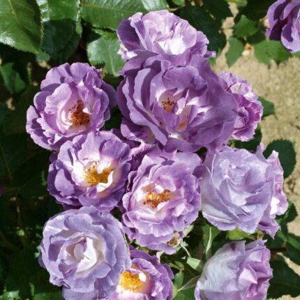 Rose Blue for you floribunda