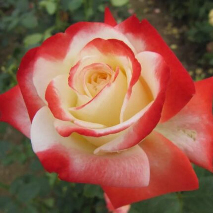 Ruža Imperatrice Farah