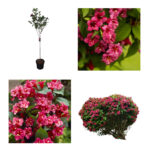 Weigela Ruby Bristol naslov