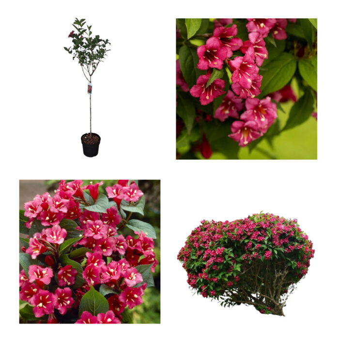 Weigela Ruby Bristol naslov