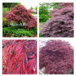 ACER PALMATUM "Inaba Shidare"