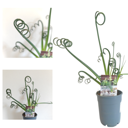 ALBUCA SPIRALIS "Frizzle Sizzle"