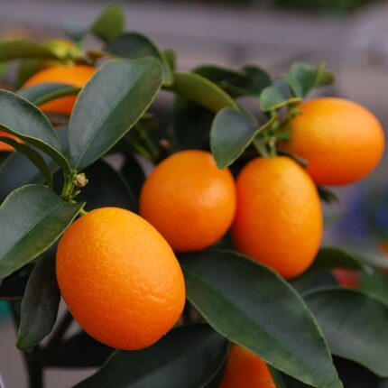 citrus fortunella obovata
