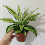 dracaena malaika