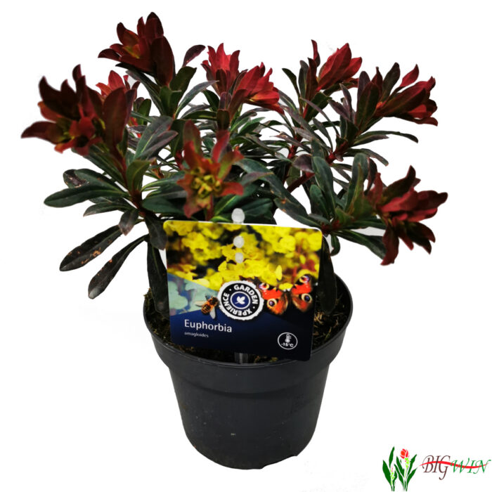 euphorbia-amagloides-purpurea-red-2