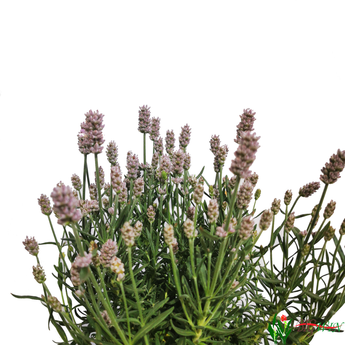 Lavandula Angustifolia Opg Vukoja Big Winhr Web Shop Rasadnik Sa Sadnicama 7095