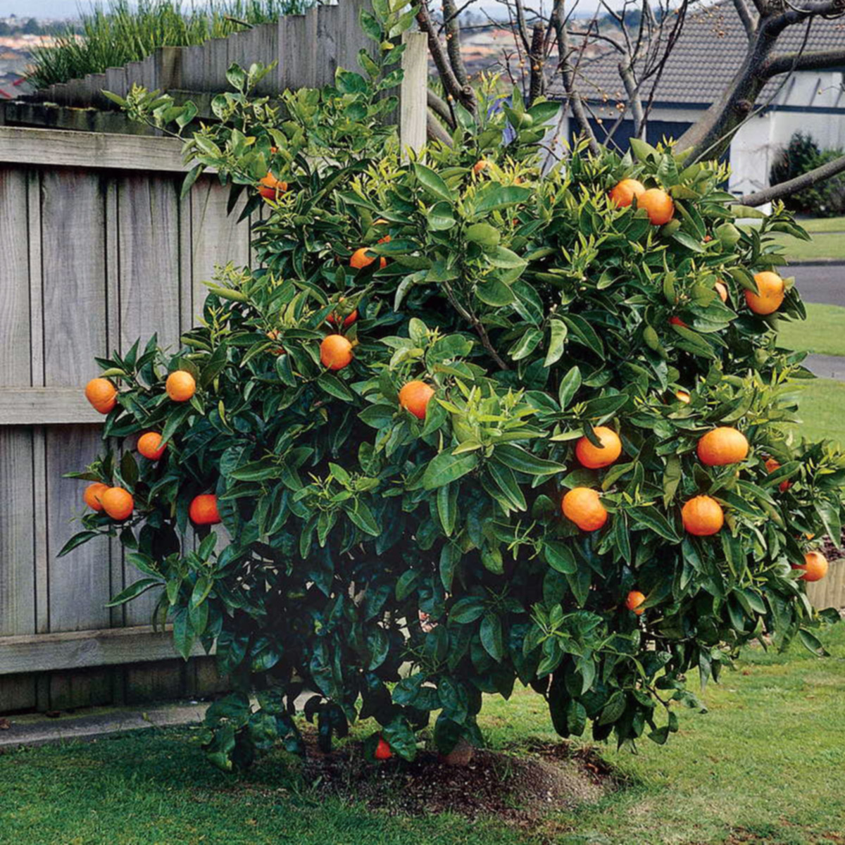 Апельсиновое дерево. Апельсин сорт Вашингтон. Апельсин Вашингтон невел. Навель апельсин. Сорт апельсинов Вашингтон.