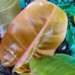 PHILODENDRON "Prince of Orange"