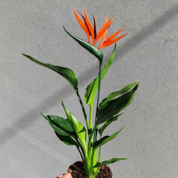 STRELITZIA "Reginae"