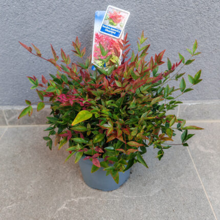 NANDINA DOM "Obessed"