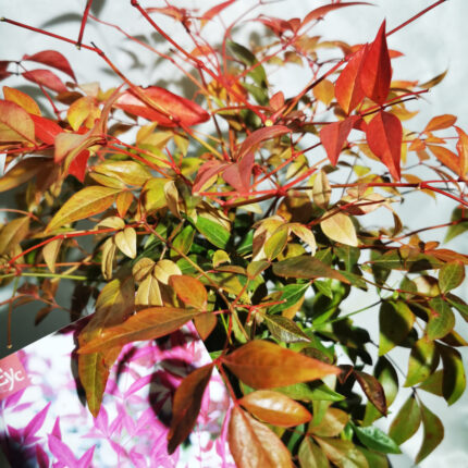 nandina-obbesa2