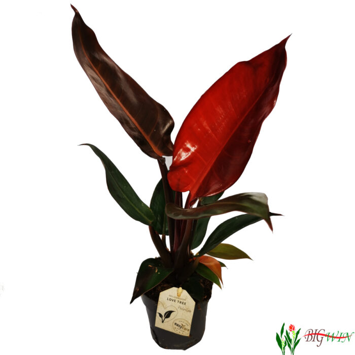 PHILODENDRON "Red Sun"