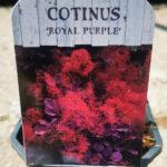 cotinus-royal-purple-1