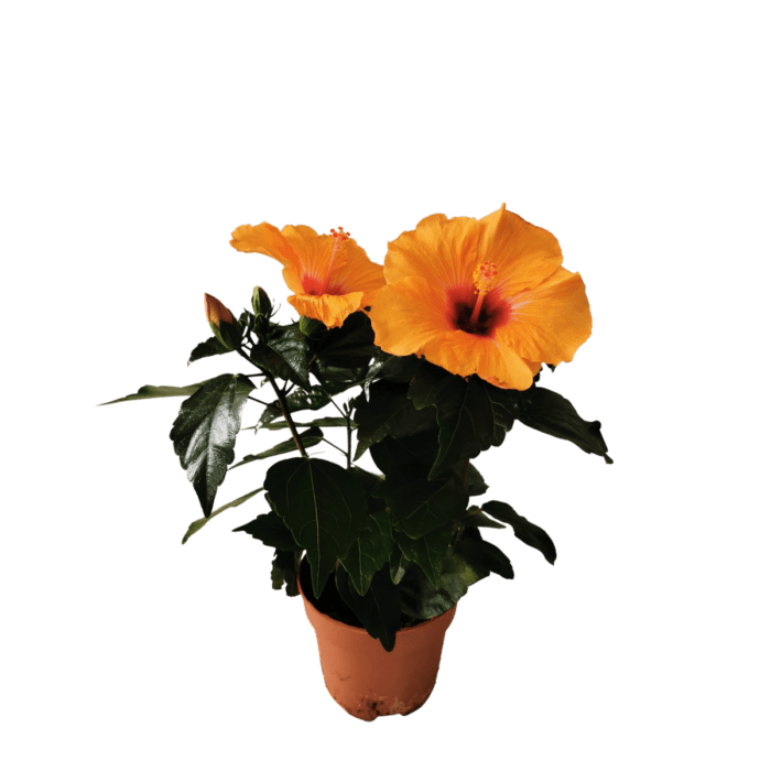 hibiscus-sin-longlife-1