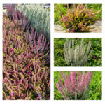 CALLUNA “Beauty Ladies”