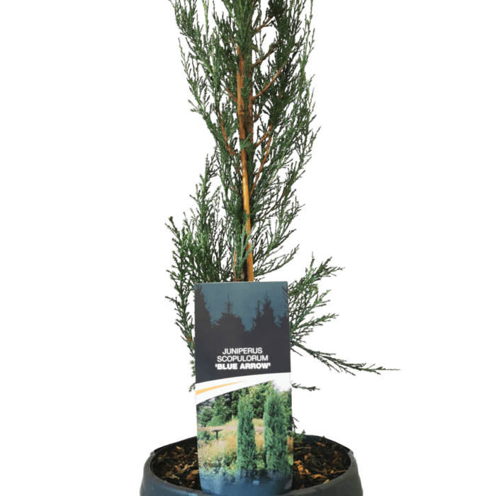 juniperus-blue-arrow-5
