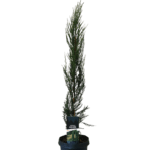 juniperus-blue-arrow-6