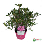 Rhododendron-Pink-Spider-2