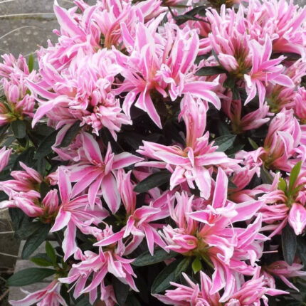 Rhododendron-Pink-Spider-3