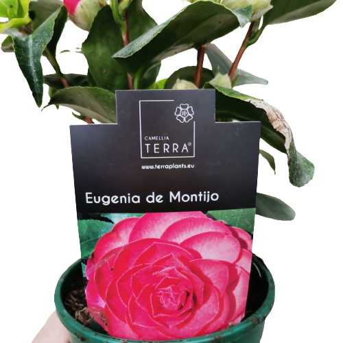 eugenia-de-montijo-camellia-1