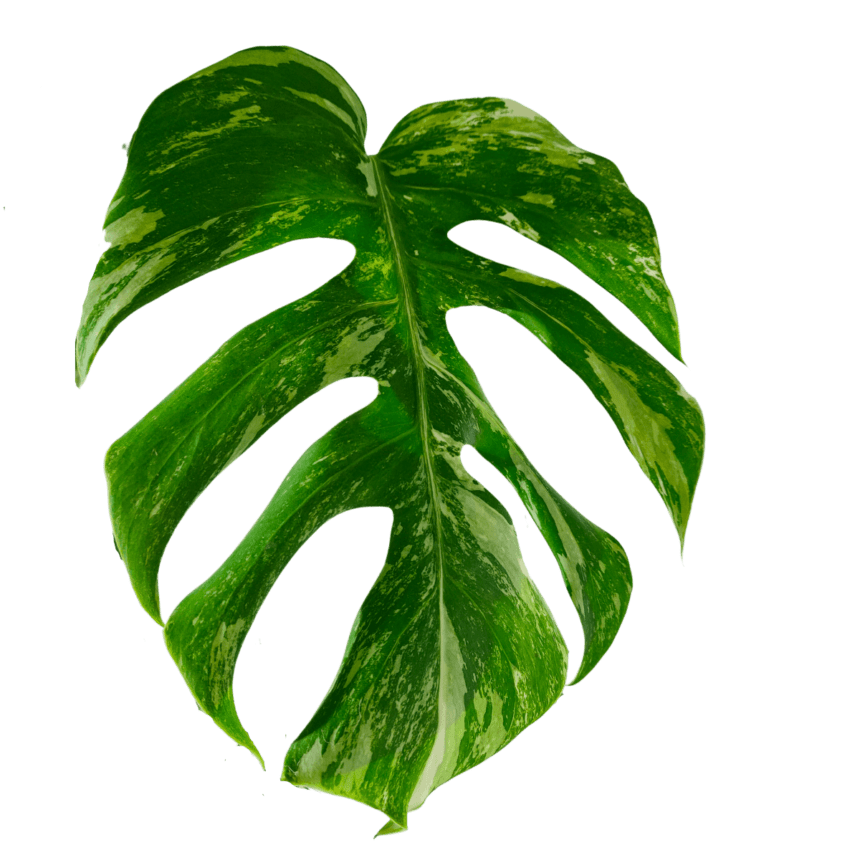 MONSTERA DEL Thai Constellation I Albo Variegata OPG VUKOJA die-unumg-ngliche-ente-mit-chuchi-sauce-aus-dem-makham-thai-restaurant