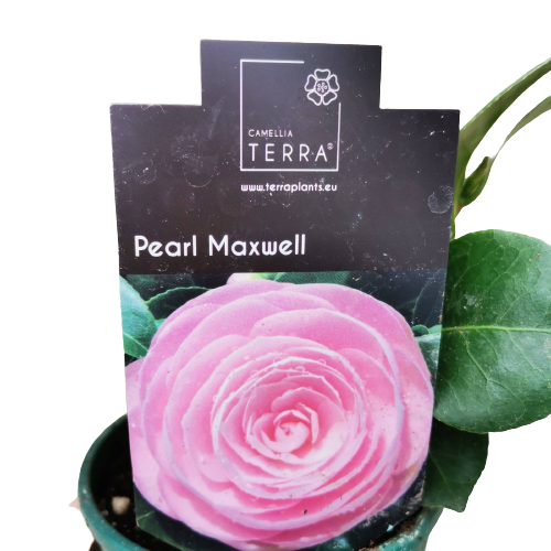 pearl-maxwell-camellia-1
