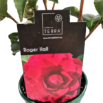 roger-hall-camellia-2