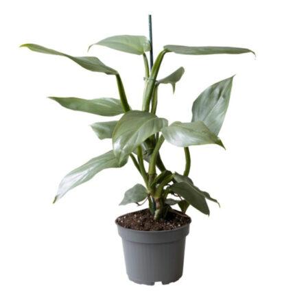 PHILODENDRON "Silver Dust"