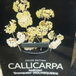 callicarpa-snowqueen-1
