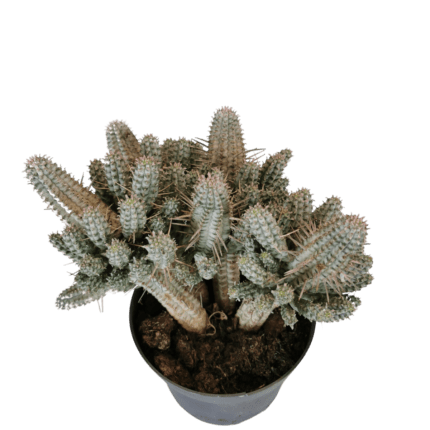 Euphorbia Mammillaris variegata