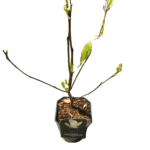 magnolia-alba-1