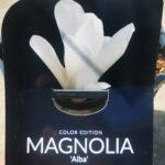 magnolia alba