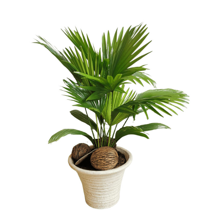 palma-rotundifolia-tegla-2