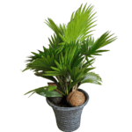 palma-rotundifolia-tegla-2