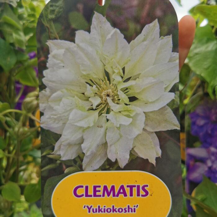 CLEMATIS "Yukiokoshi"