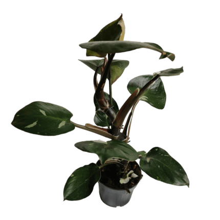 PHILODENDRON-white-knight-1
