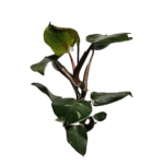PHILODENDRON-white-knight-2