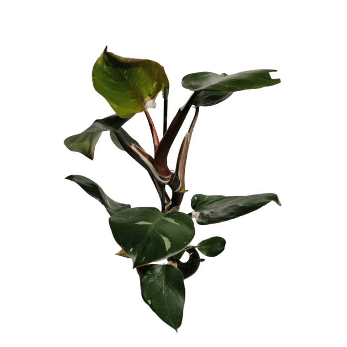 PHILODENDRON-white-knight-2