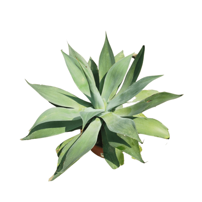 agave-blue-flame-1